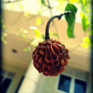 12316404_926354914122932_9211604325290417161_n